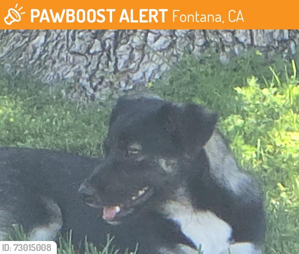 Found/Stray Unknown Dog last seen Citrus , Fontana, CA 92336