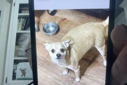 Reunited Male Dog last seen Kerr St/Nunes Ave Castro Valley, Castro Valley, CA 94546