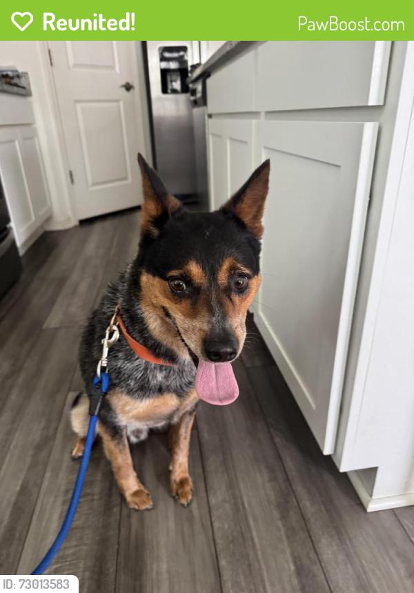 Reunited Male Dog last seen Ashley River Road, Summerville, SC 29485