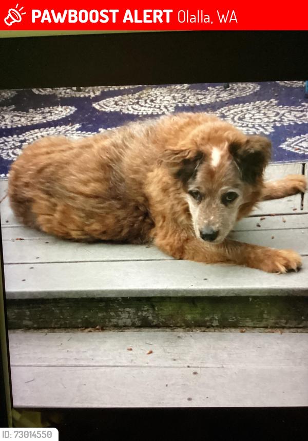 Lost Female Dog last seen Marianne Lane SE (cul de sac) off of Pinelake Blvd., Olalla, WA 98359