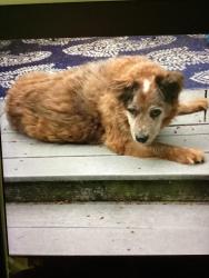 Lost Female Dog last seen Marianne Lane SE (cul de sac) off of Pinelake Blvd., Olalla, WA 98359