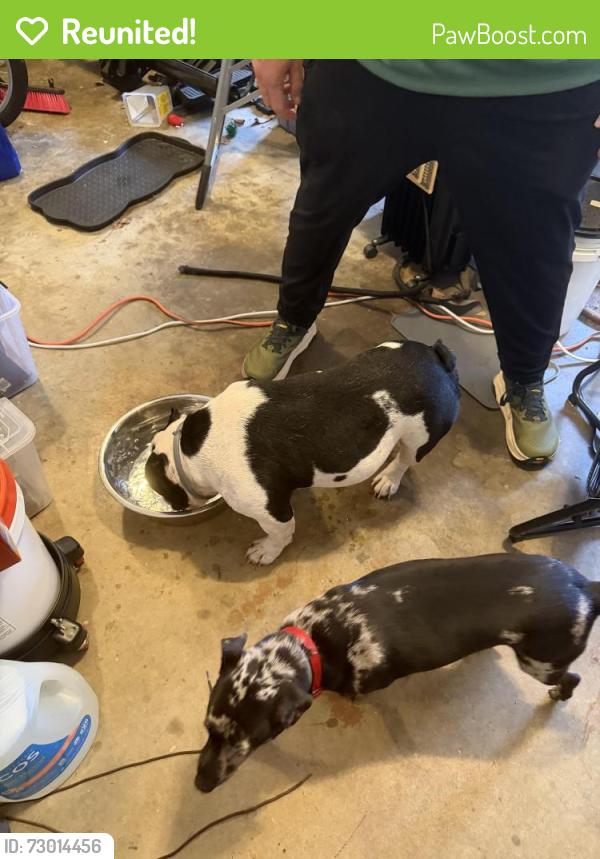 Reunited Male Dog last seen Saddle Mountain Road, Rome, GA 30161