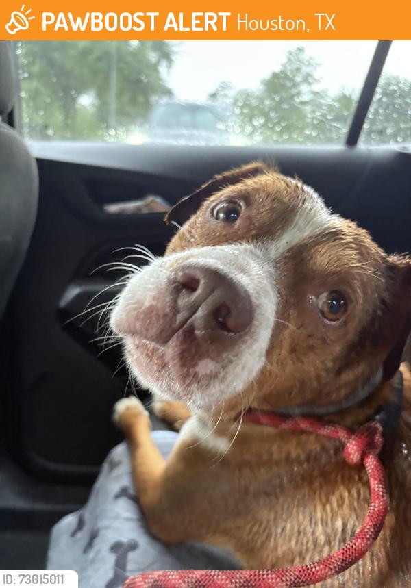 Found/Stray Male Dog last seen Back of Kingwood/Porter area, Porter, TX 77365