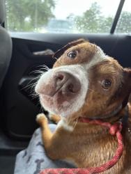 Found/Stray Male Dog last seen Back of Kingwood/Porter area, Porter, TX 77365