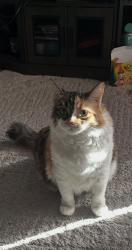 Reunited Female Cat last seen 112th st E and Waller Rd E, Clover Creek, WA 98445