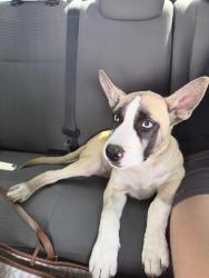 Found/Stray Male Dog last seen Vernon Rd, Rockingham County, NC 27320