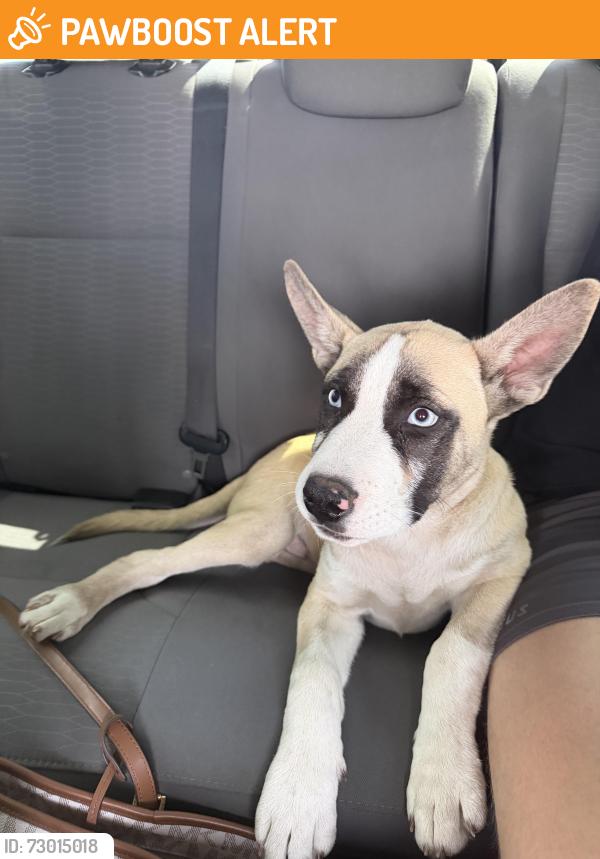Found/Stray Male Dog last seen Vernon Rd, Rockingham County, NC 27320