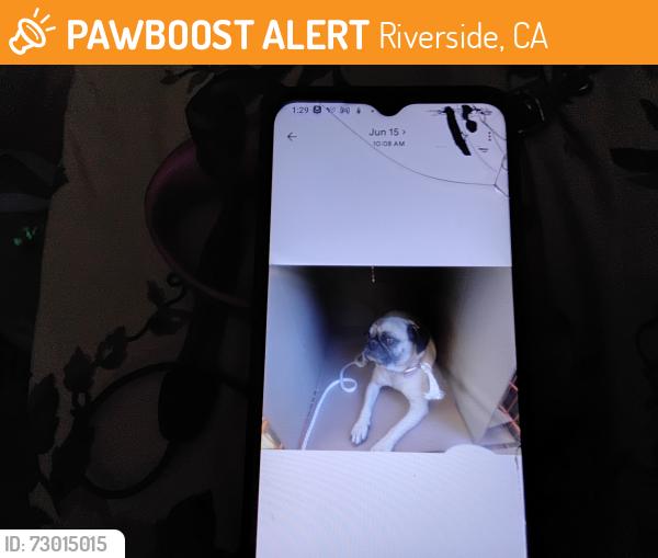 Found/Stray Female Dog last seen Madison, Riverside, CA 92504
