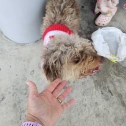 Found/Stray Female Dog last seen Near Rosewood Dr, Killeen, TX 76542, Killeen, TX 76542