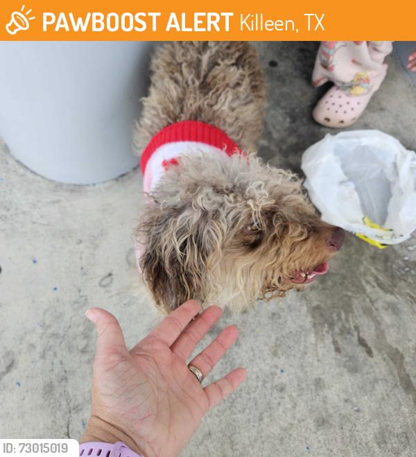 Found/Stray Female Dog last seen Near Rosewood Dr, Killeen, TX 76542, Killeen, TX 76542