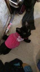 Reunited Female Cat last seen 28th ave e and 182nd st e, Frederickson, WA 98446