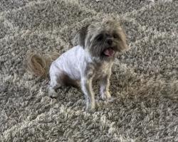 Lost Male Dog last seen Francis Howell North High School, Saint Charles, MO 63303