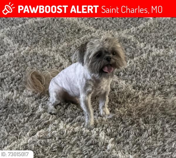 Lost Male Dog last seen Francis Howell North High School, Saint Charles, MO 63303