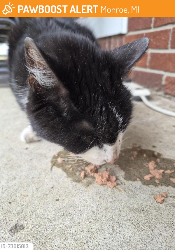 Found/Stray Male Cat last seen Toll and W. Lorain, Monroe, MI 48162