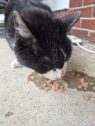 Found/Stray Male Cat last seen Toll and W. Lorain, Monroe, MI 48162