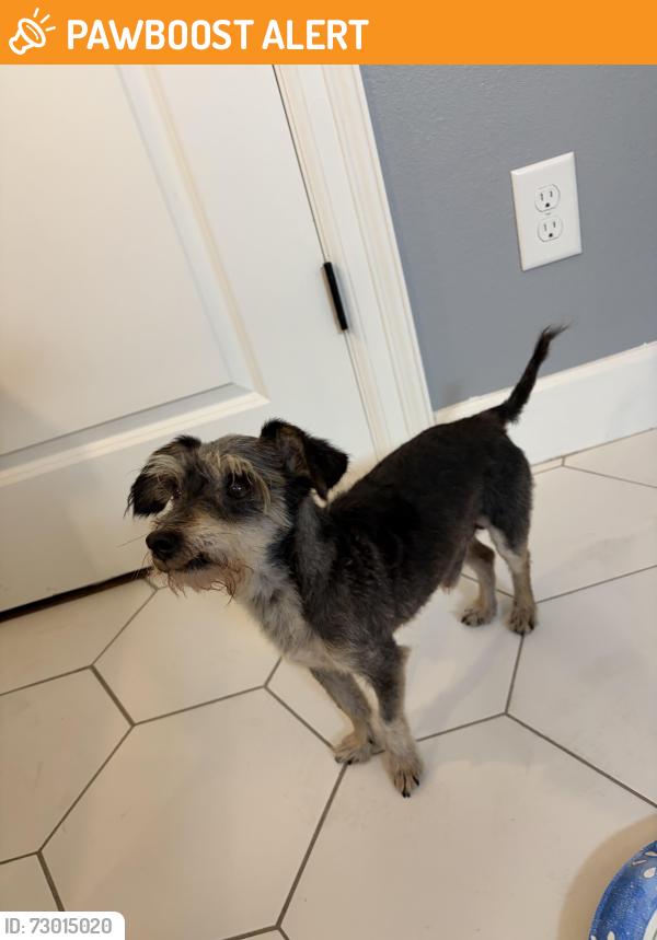 Found/Stray Male Dog last seen Ocean Express Car Wash on Morton, Williamsburg Colony, TX 77449