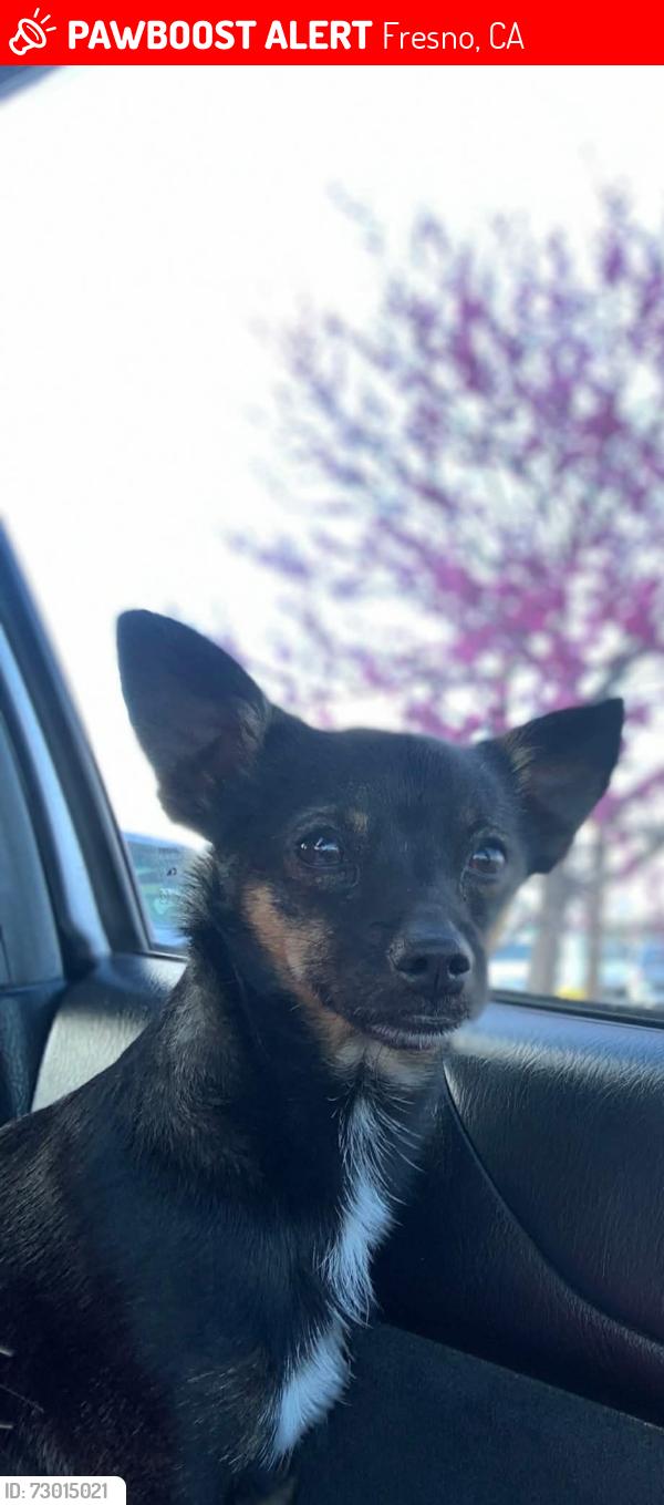 Lost Male Dog last seen E Belmont ave & N Millbrook ave, Fresno, CA 93702