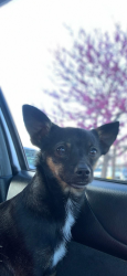 Lost Male Dog last seen E Belmont ave & N Millbrook ave, Fresno, CA 93702