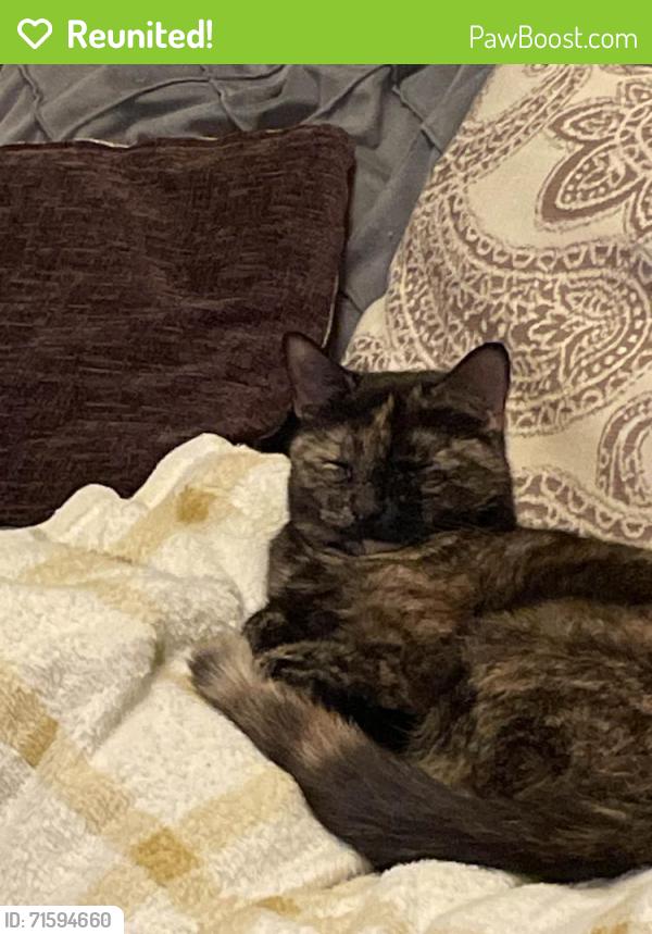 Reunited Female Cat last seen Plungington road Preston, Lancashire, England PR1 7XN