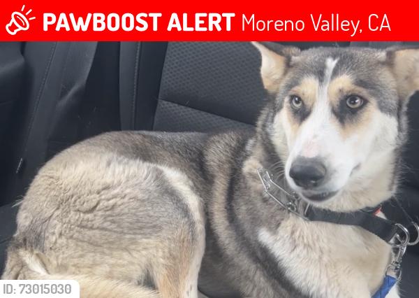 Lost Female Dog last seen Celebration park , Moreno Valley, CA 92555
