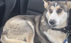 Lost Female Dog last seen Celebration park , Moreno Valley, CA 92555