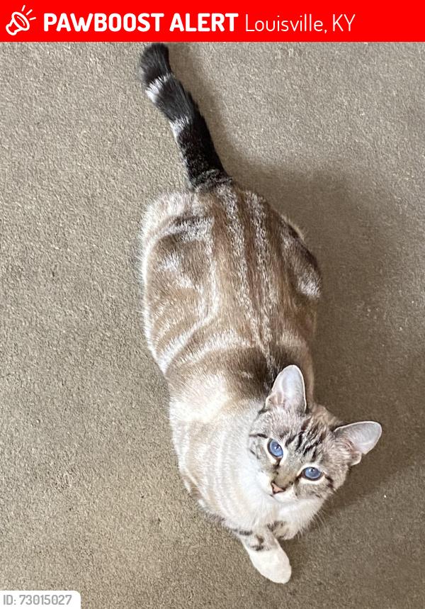 Lost Female Cat last seen Norris place, Louisville, KY 40204