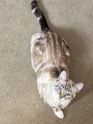 Lost Female Cat last seen Norris place, Louisville, KY 40204