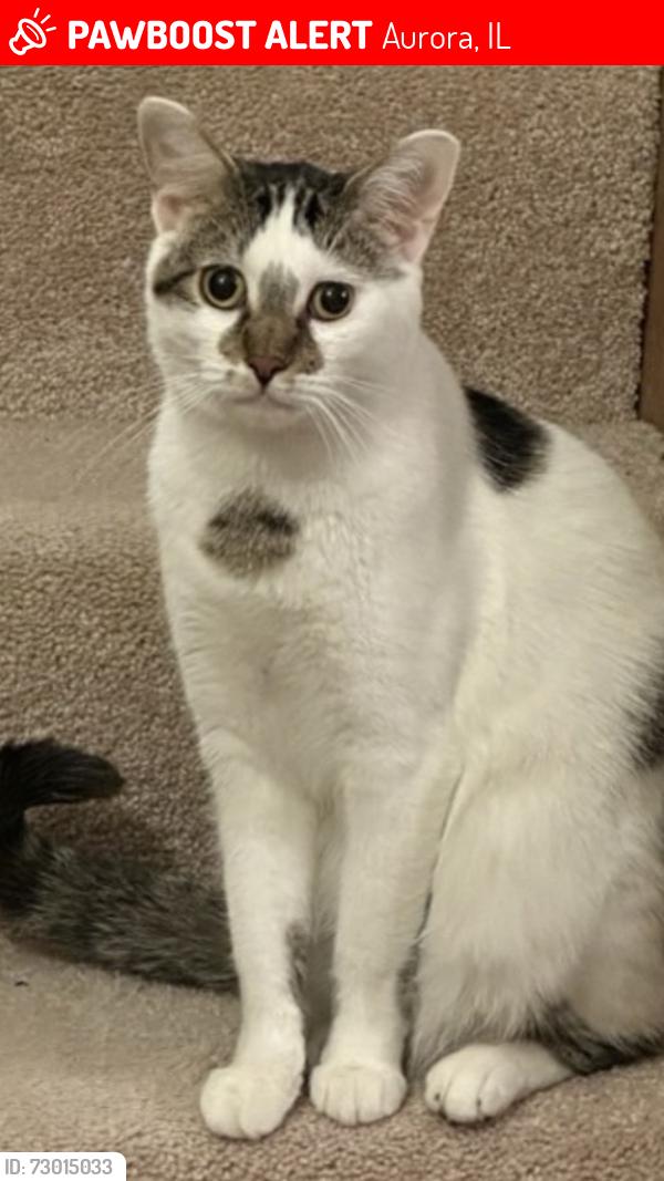 Lost Male Cat last seen McCoy and S Oakhurst Dr, Aurora, IL 60504