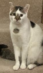 Lost Male Cat last seen McCoy and S Oakhurst Dr, Aurora, IL 60504