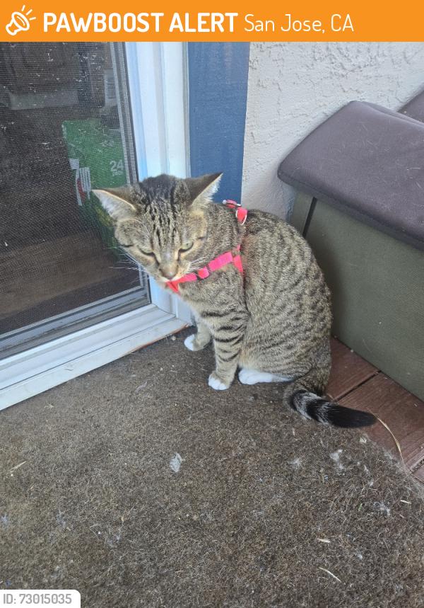 Found/Stray Unknown Cat last seen Between riverview and skyway, San Jose, CA 95111