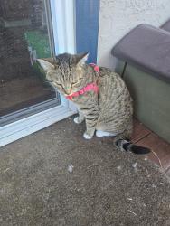 Found/Stray Unknown Cat last seen Between riverview and skyway, San Jose, CA 95111