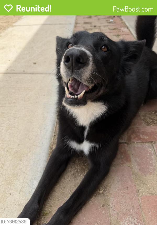 Reunited Female Dog last seen Hackberry, I ave, Peach area, Hesperia, CA 92345