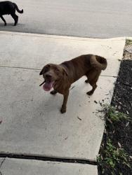 Found/Stray Female Dog last seen Lovelace and Wahada, San Antonio, TX 78217