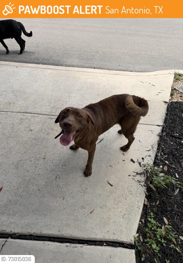 Found/Stray Female Dog last seen Lovelace and Wahada, San Antonio, TX 78217