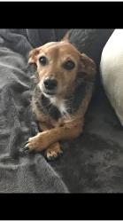 Lost Female Dog last seen Stonecrest Circ E, Lakeland, TN 38002
