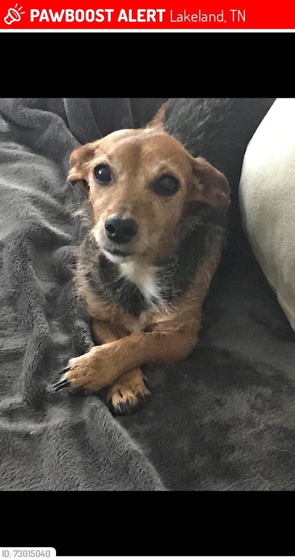 Lost Female Dog last seen Stonecrest Circ E, Lakeland, TN 38002