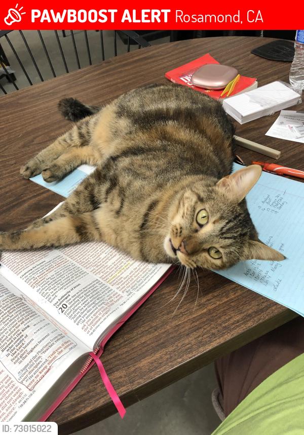 Lost Female Cat last seen 40th, Rosamond, CA 93560