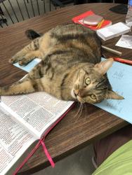 Lost Female Cat last seen 40th, Rosamond, CA 93560