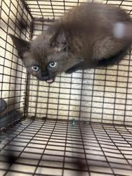 Shelter Stray Unknown Cat last seen Near Willow run circle, Duncanville, TX, 1150 E Pleasant Run Rd, Cedar Hill, TX 75104, USA