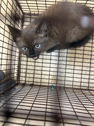 Shelter Stray Unknown Cat last seen Near Willow run circle, Duncanville, TX, 1150 E Pleasant Run Rd, Cedar Hill, TX 75104, USA