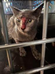 Shelter Stray Unknown Cat last seen Windmill Lane, Desoto, TX, 1150 E Pleasant Run Rd, Cedar Hill, TX 75104, USA