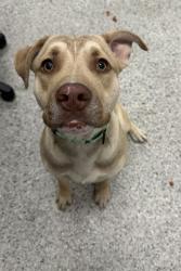 Shelter Stray Male Dog last seen Near Blue Parkway, 64132, MO, 7077 Elmwood Ave, Kansas City, MO 64132, USA