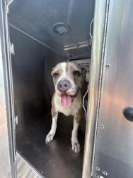 Shelter Stray Female Dog last seen Near WESTCREEK DR, South District, , 355 Hillshire Dr, Haslet, TX 76052, USA