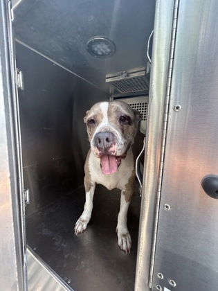 Shelter Stray Female Dog last seen Near WESTCREEK DR, South District, , 355 Hillshire Dr, Haslet, TX 76052, USA