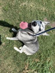 Shelter Stray Female Dog last seen Near Refugio Ave, North District, TX, 355 Hillshire Dr, Haslet, TX 76052, USA