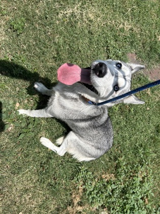 Shelter Stray Female Dog last seen Near Refugio Ave, North District, TX, 355 Hillshire Dr, Haslet, TX 76052, USA