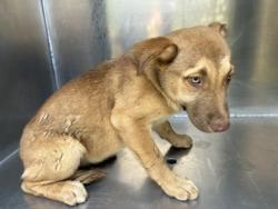Shelter Stray Female Dog last seen Near Refugio Ave, North District, TX, 355 Hillshire Dr, Haslet, TX 76052, USA