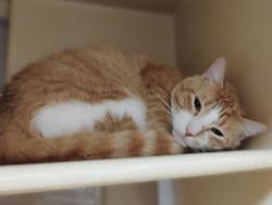 Shelter Stray Male Cat last seen Near Axton Ct, North District, TX, 355 Hillshire Dr, Haslet, TX 76052, USA