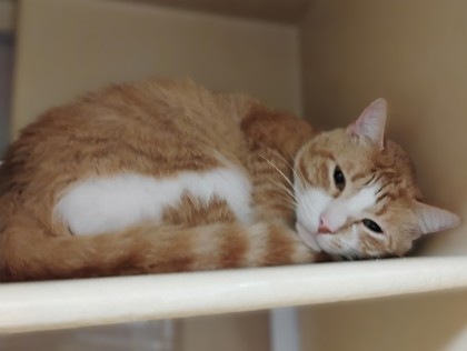 Shelter Stray Male Cat last seen Near Axton Ct, North District, TX, 355 Hillshire Dr, Haslet, TX 76052, USA