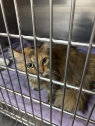 Shelter Stray Female Cat last seen , East District, TX, 355 Hillshire Dr, Haslet, TX 76052, USA